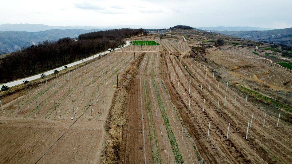 清水：矮砧密植示范园助推苹果产业转型升级(图5)