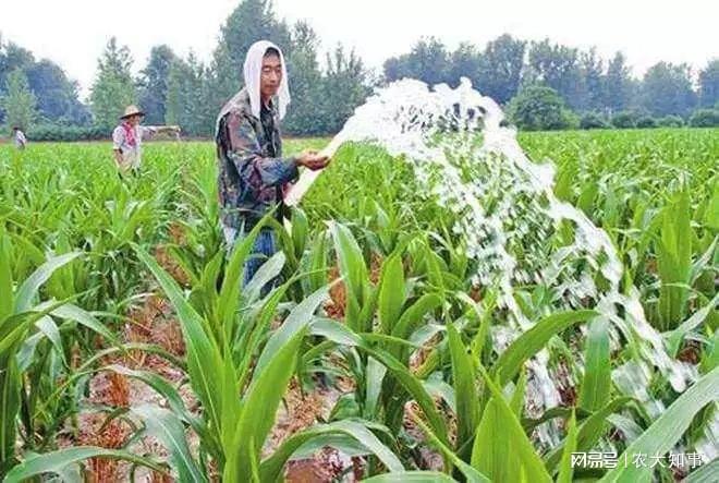 农民种植1亩玉米到底能赚多少种植户算一笔账看看有啥不对吗(图3)