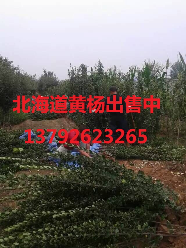 山东绿化苗木种植基地(图1)