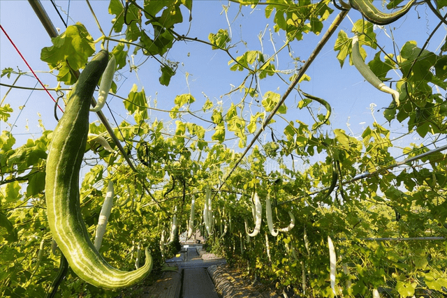 瓜果月份种植瓜果类蔬菜播种时间表菜农别错过了(图3)