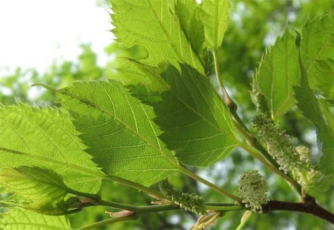 在农村庭院适合种植的5种树好吃寓意也好而这4种树切勿种植(图8)