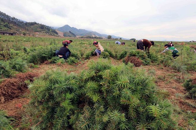 春季种树好时节栽种这几种树木易管理、长得快(图2)