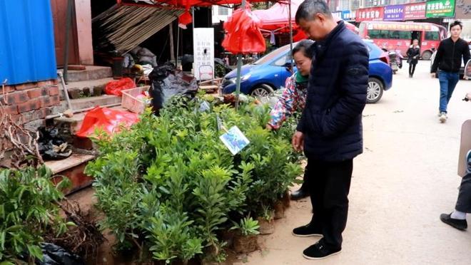 江华：苗木花卉销售旺(图3)