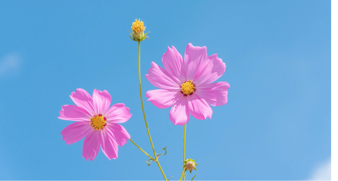 不负春光！云浮这里的格桑花如期盛开快去打卡！(图2)