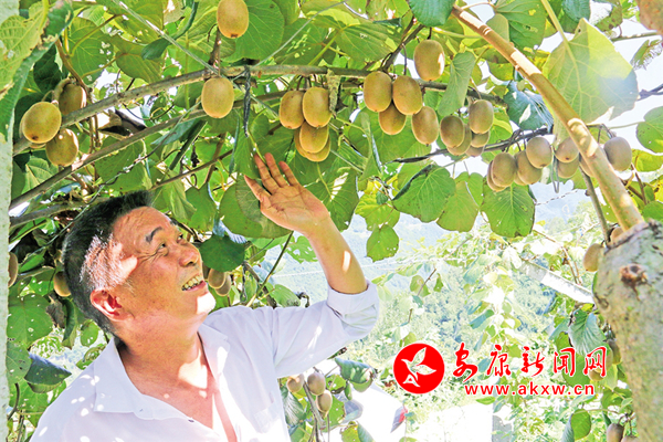 把一颗“果”做成一条“链” ——探寻岚皋县猕猴桃产业发展路径 - 安康新闻网(图1)