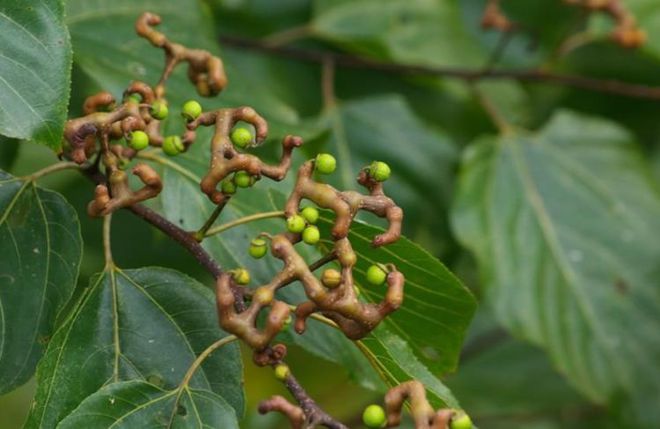 农村有种野果树种植产量很高很多年轻人不认识它(图1)