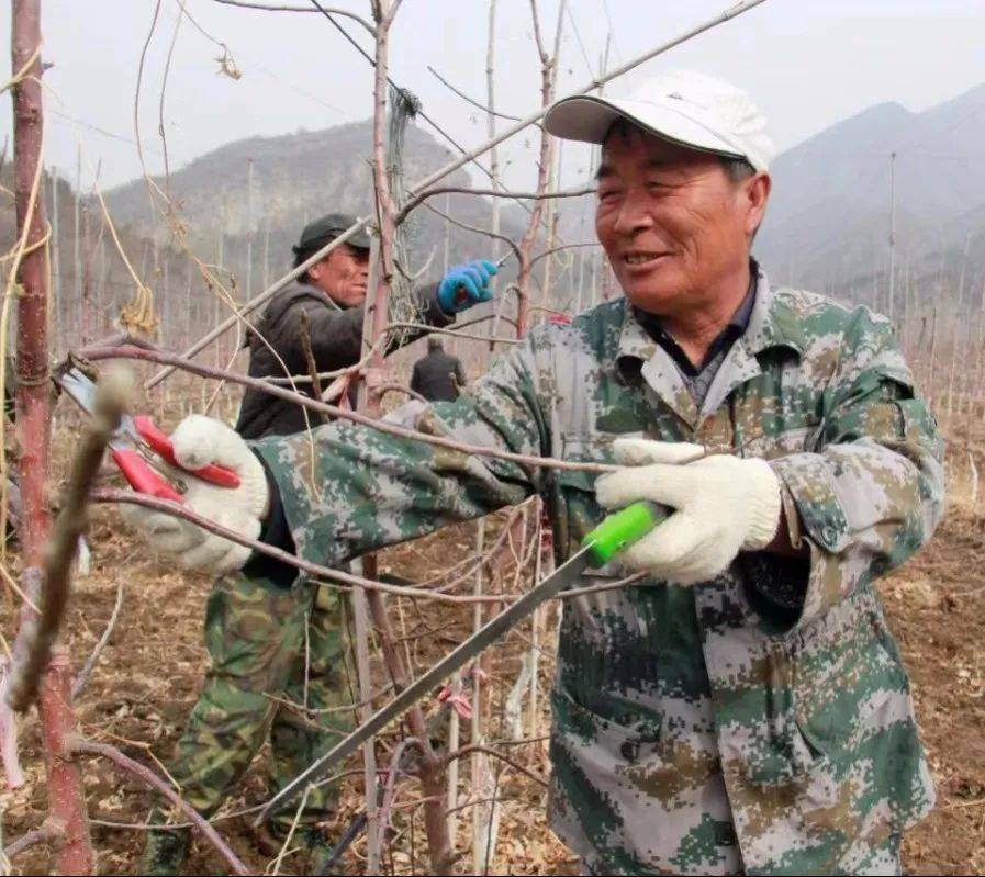 人勤春来早 延庆香营“春剪”忙(图2)