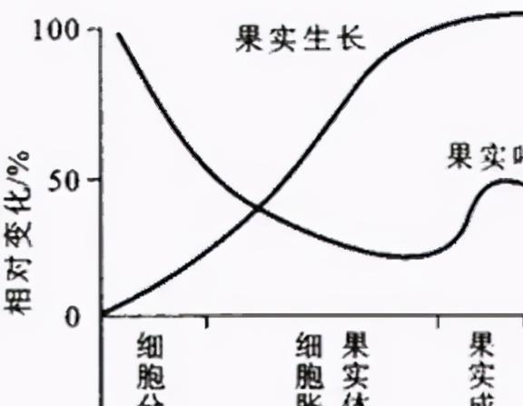 进口奇异果比国产猕猴桃价格贵10倍！是真东西好还是另有原因？(图11)