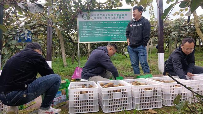 修文县平滩村：猕猴桃“丰”景好 线上线下销售旺(图1)