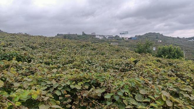 修文县平滩村：猕猴桃“丰”景好 线上线下销售旺(图2)