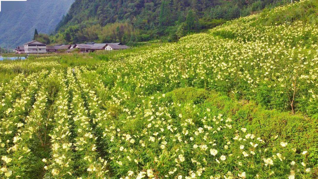 要发财了！邵阳这个村种了1000多亩致富花！(图1)