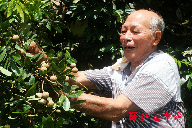 岑溪一株龙眼树秋季挂果(图1)