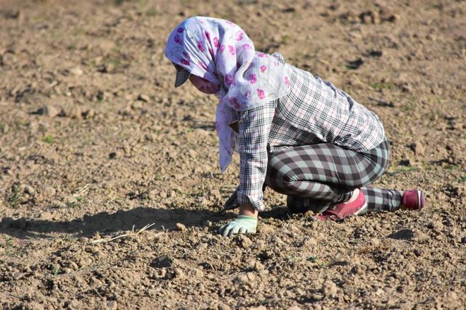 内蒙旱情严重土地撂荒男人在阴凉处发愁女人在田地里找寻小苗(图1)