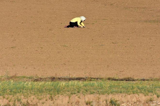 内蒙旱情严重土地撂荒男人在阴凉处发愁女人在田地里找寻小苗(图3)