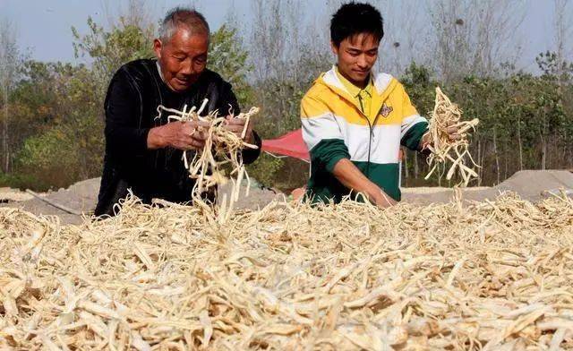 农民种植哪些中药材利润高？9个效益高的中药材种植项目推荐(图5)