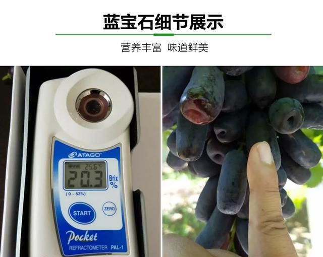 此果树有院子的家庭一定要种2棵不仅结果量大还非常的好吃(图1)