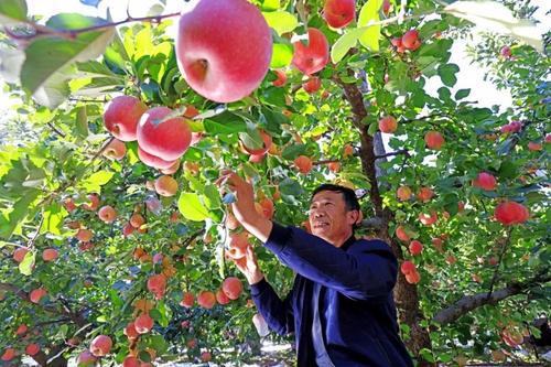 洛川第一棵苹果树72年后如今竟是这般模样！(图2)